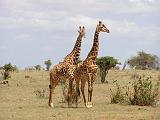 Parco Tsavo East 23